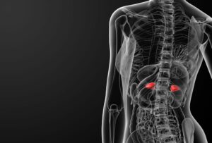 adrenal system x-ray illustration